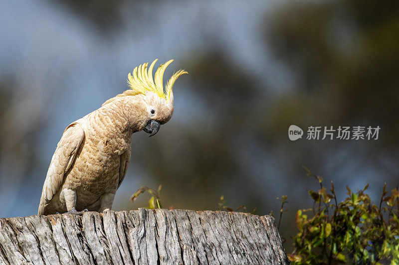 凤头鹦鹉(Cacatua galerita)